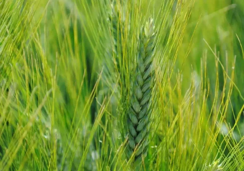 anvergur_grano_duro_1