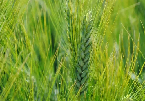 anvergur_grano_duro_1