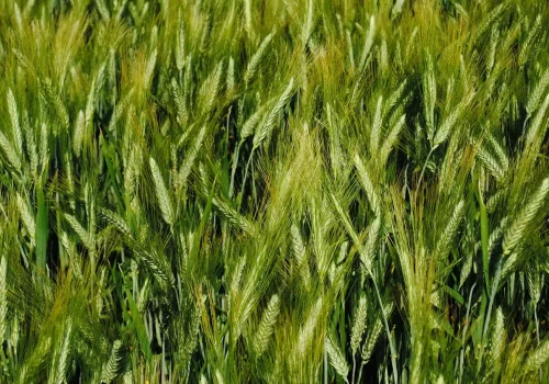 marakas_grano_duro