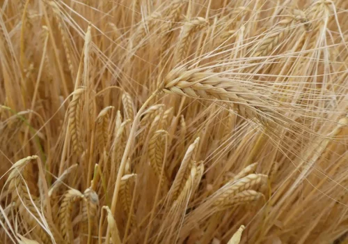rgt_alcantara_orzo
