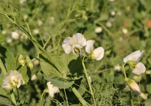 rgt_astronaute_pisello_proteico_1