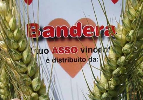 rgt_bandera_grano_tenero