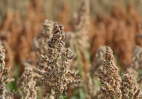 rgt_biggben_sorgo