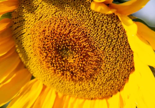 rgt_billykid_girasole