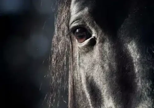 rgt_black_haras_avena