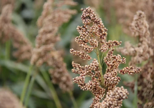 rgt_cedrus_sorgo