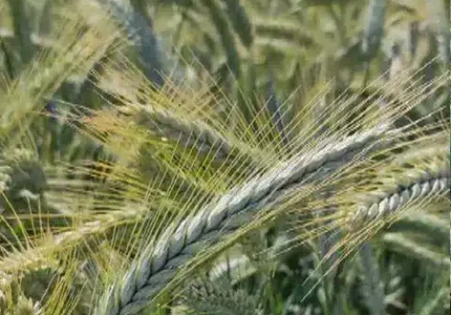rgt_coplac_triticale