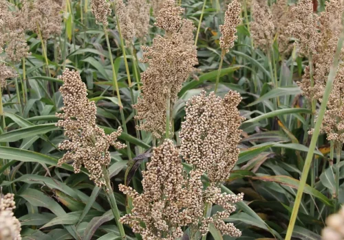 rgt_cristal_sorgo