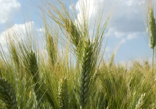 rgt_diogedur_grano_duro_1