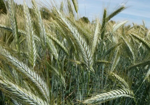 rgt_expotrac_triticale