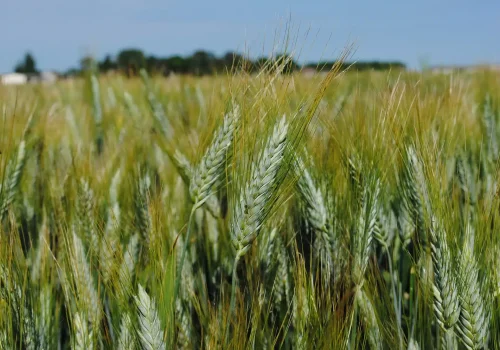 rgt_festadur_grano_duro_1