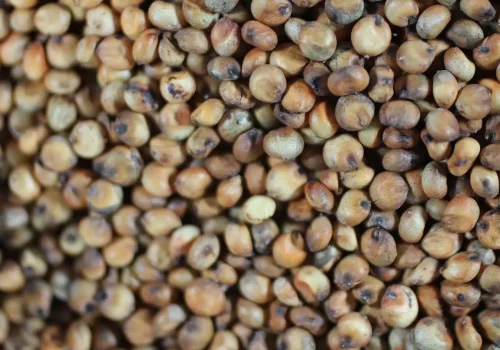 rgt_ggivry_sorgo