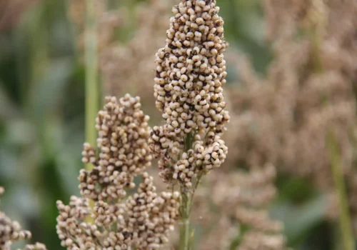 rgt_ggrazio_sorgo