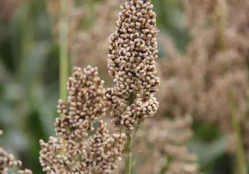 rgt_ggrazio_sorgo