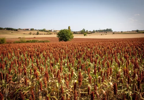 rgt_ggustavv_sorgo
