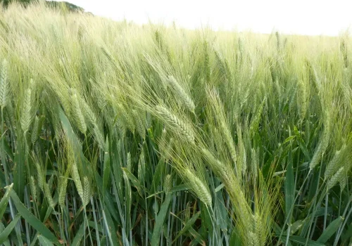 rgt_grifodur_grano_duro_1