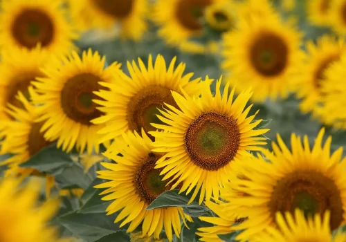 rgt_hanatoll_girasole