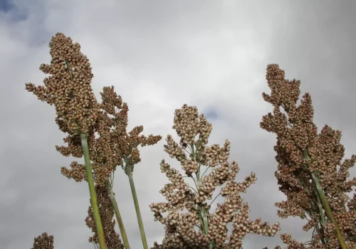 rgt_icebergg_sorgo