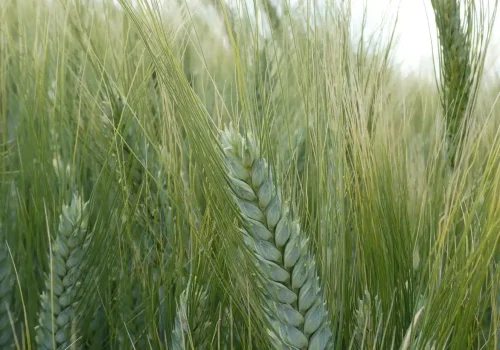 rgt_imprimatur_grano_duro_1