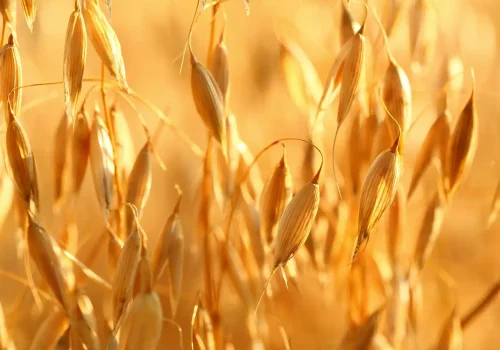 rgt_insignia_avena_1