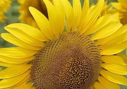 rgt_llucius_clp_girasole