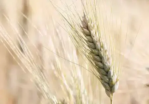 rgt_natur_grano_duro