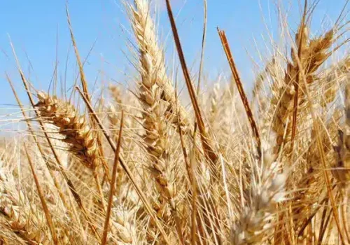 rgt_propulso_grano_tenero