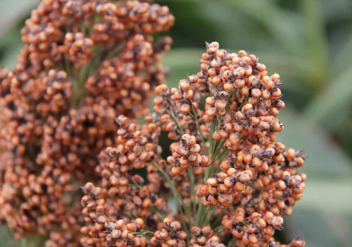 rgt_swingg_sorgo