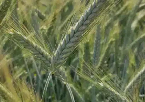 rgt_trimour_triticale