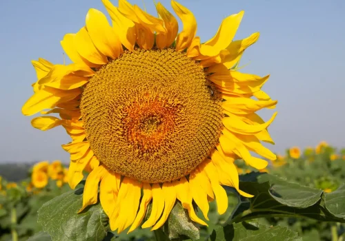 rgt_vallencia_clp_girasole