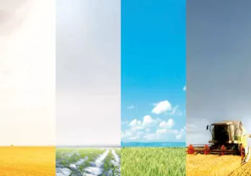 rgt_vivendo_grano_tenero