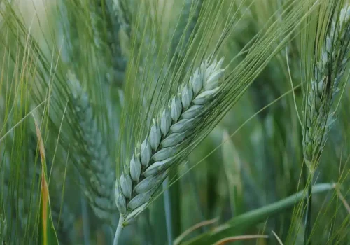 rgt_voilur_grano_duro_1
