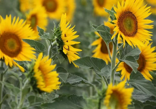 rgt_vollcano_clp_girasole