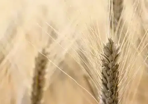 rgt_voltadur_grano_duro